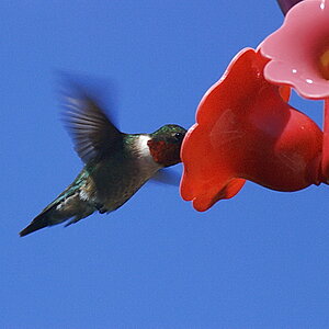 Mr. Hummingbird