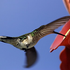 Ms. Hummingbird