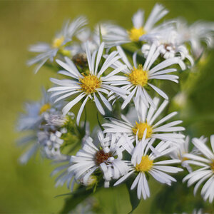 Petals of Flowers