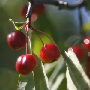 Young Crab Apples