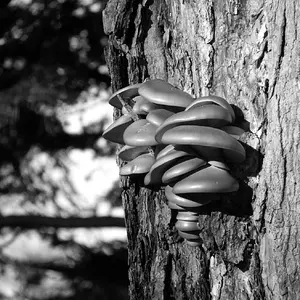 Toads stools