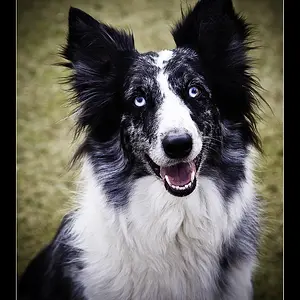 Border Collie