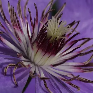 The heart of a clematis
