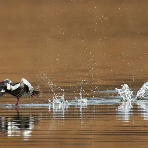 duck7