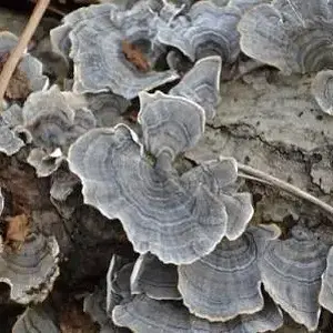Log Mushrooms