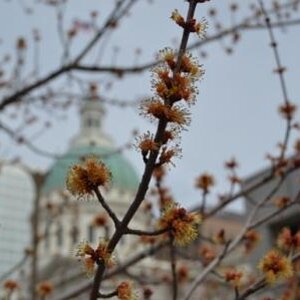 Blossoms in Downtown St. Louis