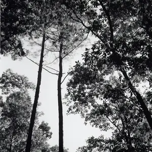 Trees