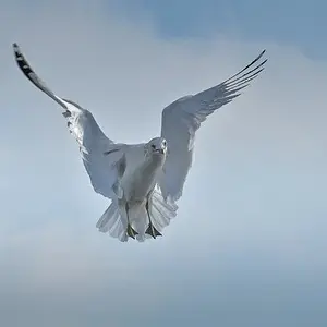 Gull