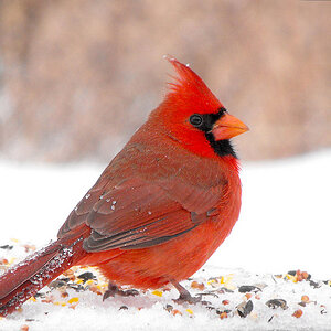 mar11photo04_-_SnowCardinal