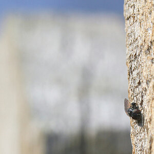 mar11photo08_-_Life_on_a_Fencepost