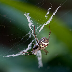 mar11photo11_-_St_Andrews_Cross_Spider
