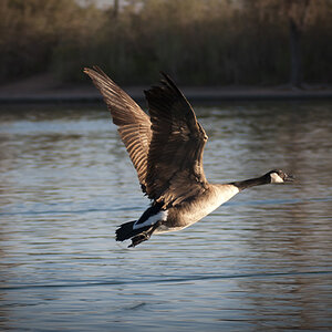 mar11photo18_-_Canadian_Goose