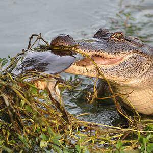 mar11photo20_-_Alligator_1_sml