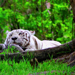 White_Siberian_Tiger