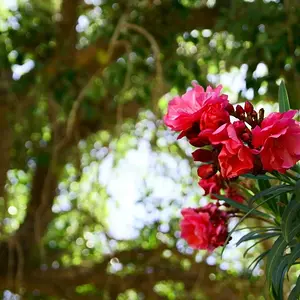 Pink Flowers