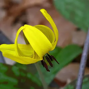 wild flower