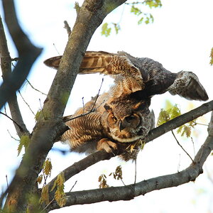 Great_Horned_Owl_ready_to_Pounceresize