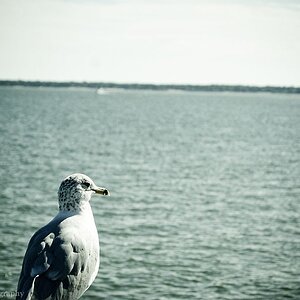 Perched Seagull