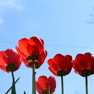 Tulips