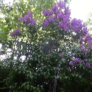 Flowers beside the road