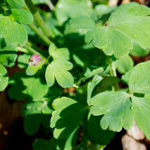 apr11photo39_-_columbineleafraindroplets