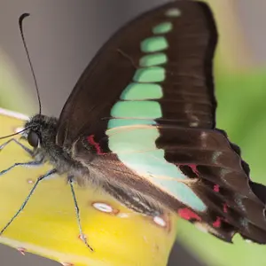 Common bluebottle, Graphium sarpedon