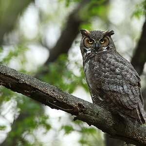 The_Great_Horned_Owl_resize