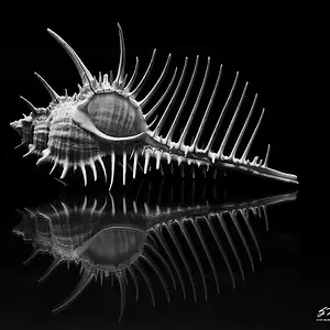 spiny_murex