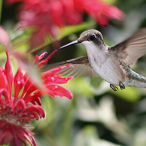 Red throated hummingbird