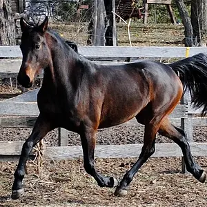 Neveah - Friesian Sporthorse