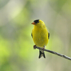 Male goldfinch