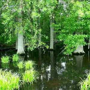 trees