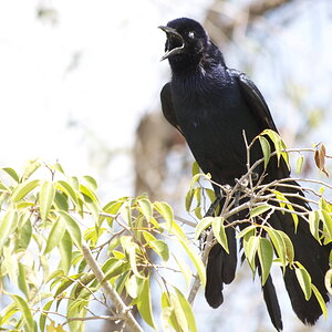 Black Boat-Tailed Grackle