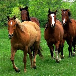 horses