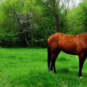 horses