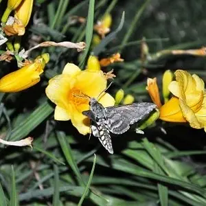 On the flower eating