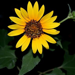 Sunflower at Night
