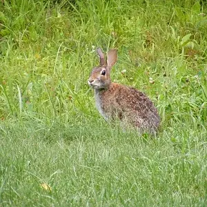 Rabbit