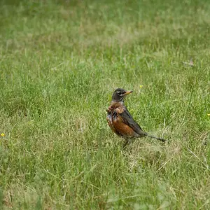 Lone_Bird1