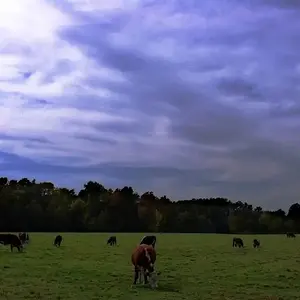 cows