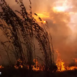 Sunset bush fire