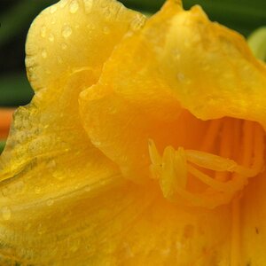 Unkown Orange Flower