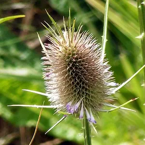 Thistle