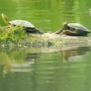 Sunning turtles