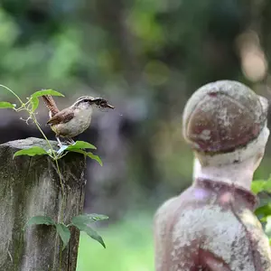 Carolina Wren