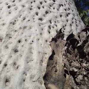 Australian Eucalyptus Gum Tree