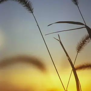 Foxtail Sunset