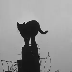 Cat on a Fence Post