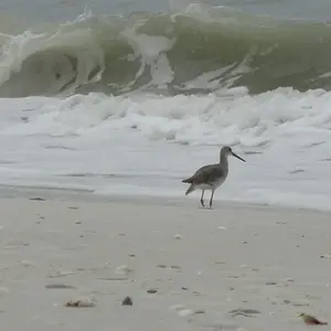 sand_piper_4_wave_curl