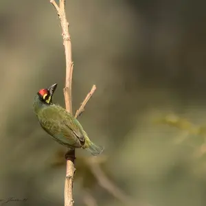 Coppersmith Barbet